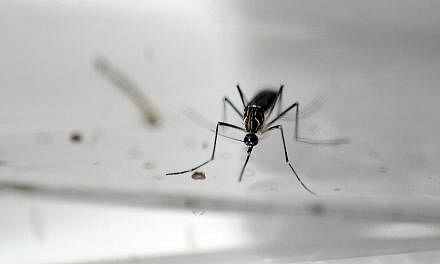 The Aedes aegypti mosquito, which can carry the dengue and Zika viruses, breeds extremely fast in small pockets of standing water and is difficult to find.