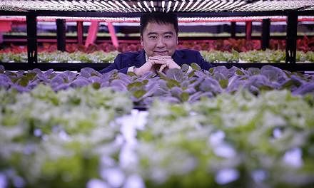 Mr Frank Phuan has also been growing his family's vertical farming business, Packet Greens, since 2014. What started out as a test bed for light technologies in growing crops indoors has since grown into a farm which sells over 50 varieties of pestic