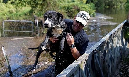 A dog being rescued in Rose City, Texas, on Thursday from floodwaters caused by Hurricane Harvey. In Beaumont, 118,000 people have been left without drinking water after floods disabled the system in a city surrounded by swollen rivers and bayous, cu