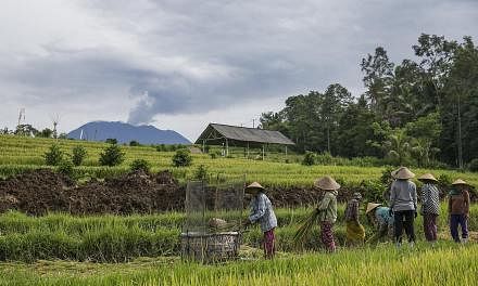 Farmers at work in Karangasem, Bali, as Mount Agung continued to spew ash yesterday. The authorities say the volcano remains in a "critical phase" with the potential for a major eruption.