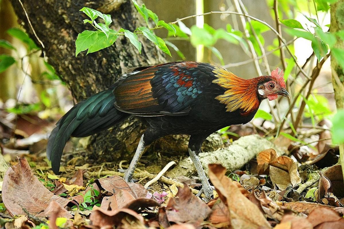 A red junglefowl, the wild ancestor of the chicken, at the Singapore Botanic Gardens. It is endangered in Singapore.