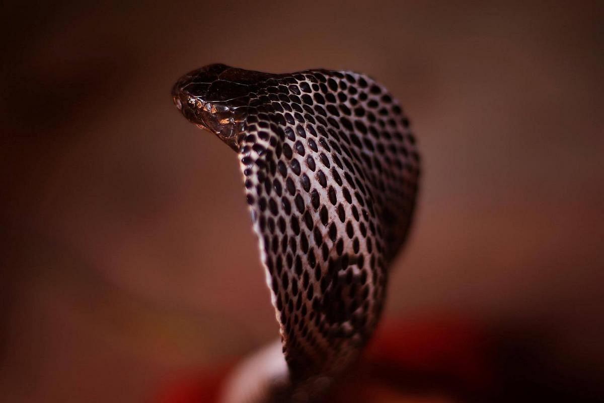 Snake Charmers in India Defy Laws to Practice Tradition: Photos