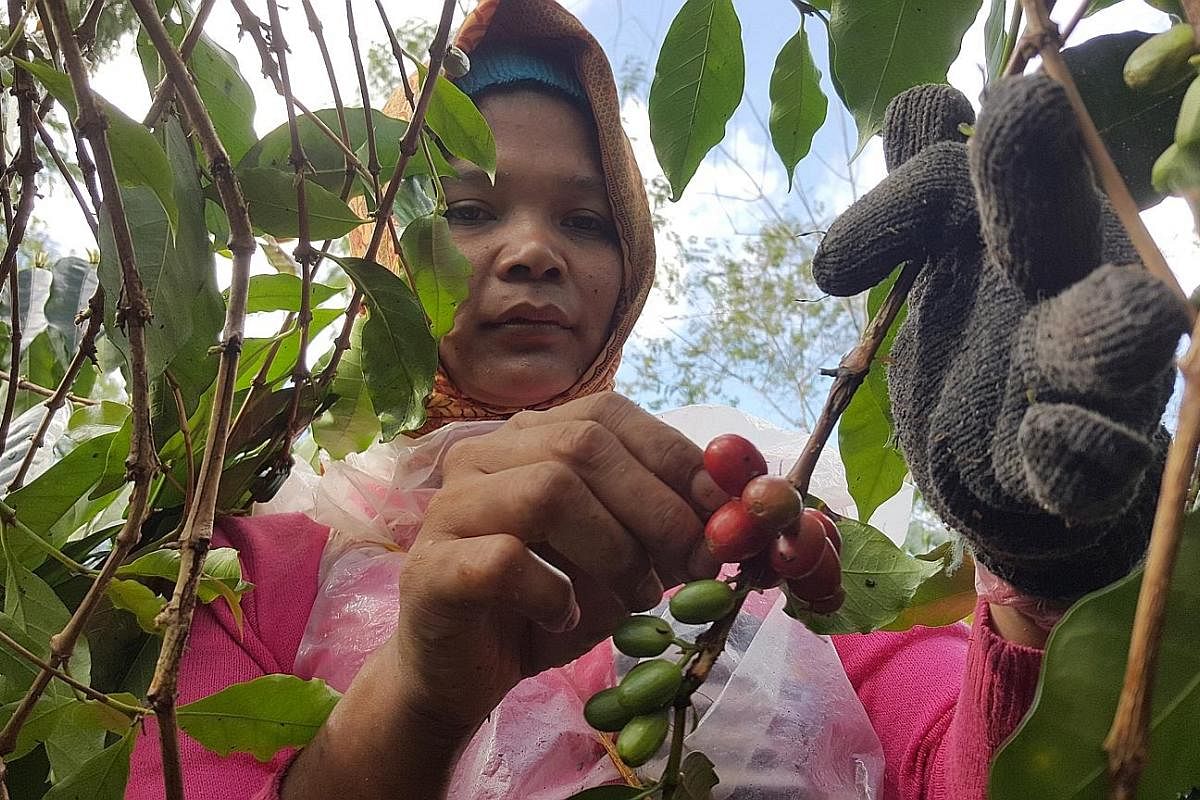Ms Nurmala Limbong, 32, plucks only ripe red cherries, which determine high-quality coffee, at Wahana Estate.