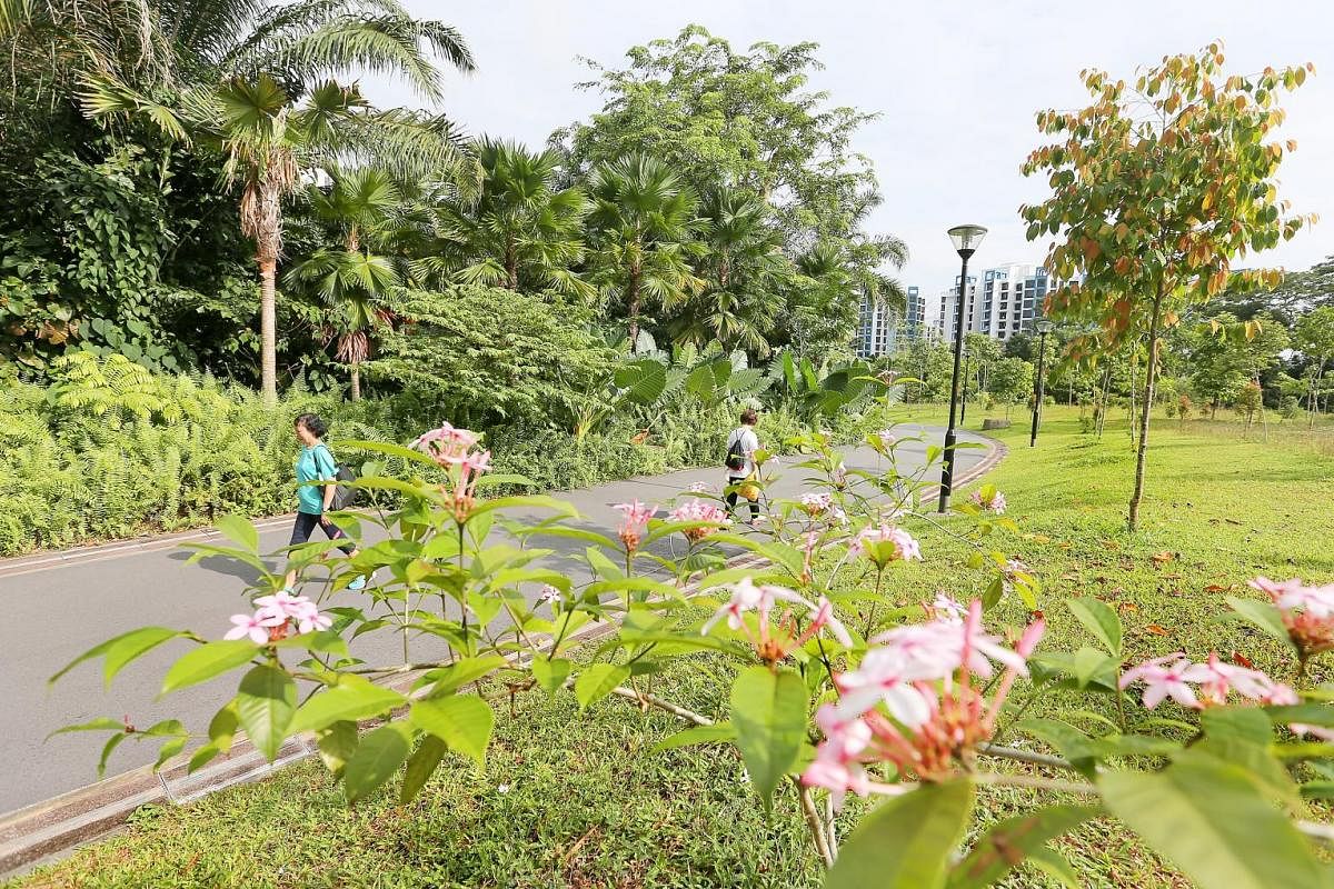 A photographer at the Dipterocarp Arboretum at Yishun Park. Zhenghua Nature Park is rich in birdlife and has a designated area of mature trees and collections of ferns, palms and bamboos.