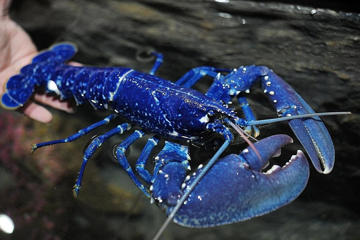 A blue lobster at Oceanopolis, an aquarium in Brest, in the west of France. Scientists say this specimen is extremely rare, as only one out of two million to three million lobsters is blue in colour. The colour is due to a genetic anomaly that causes
