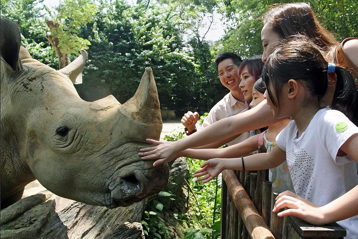 Get up close to the white rhinos at the Singapore Zoo on its African Hooves And Horns tour.