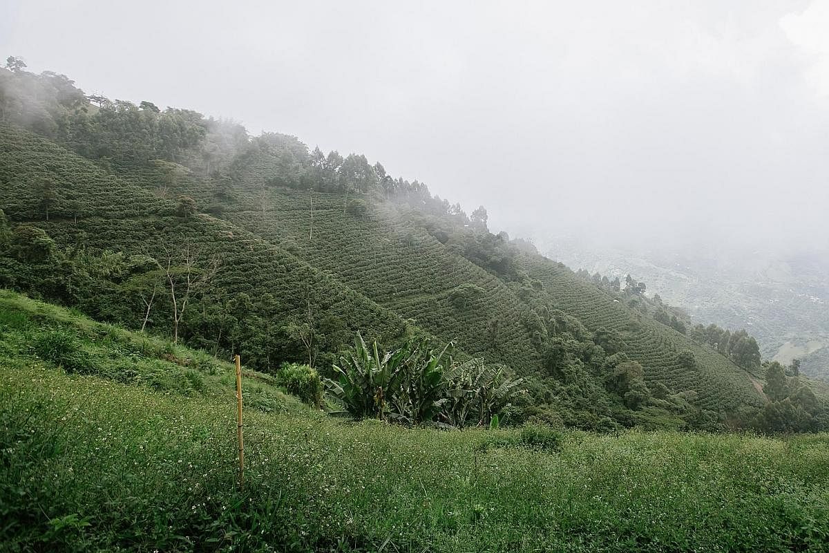 The mist-covered slopes of a Colombian coffee farm. Medellin has shed its image as the stomping ground of drug lords. Speciality coffee producer and exporter Pedro Echavarria at the Pergamino coffee mill. Coffee cherries being poured into the pulping
