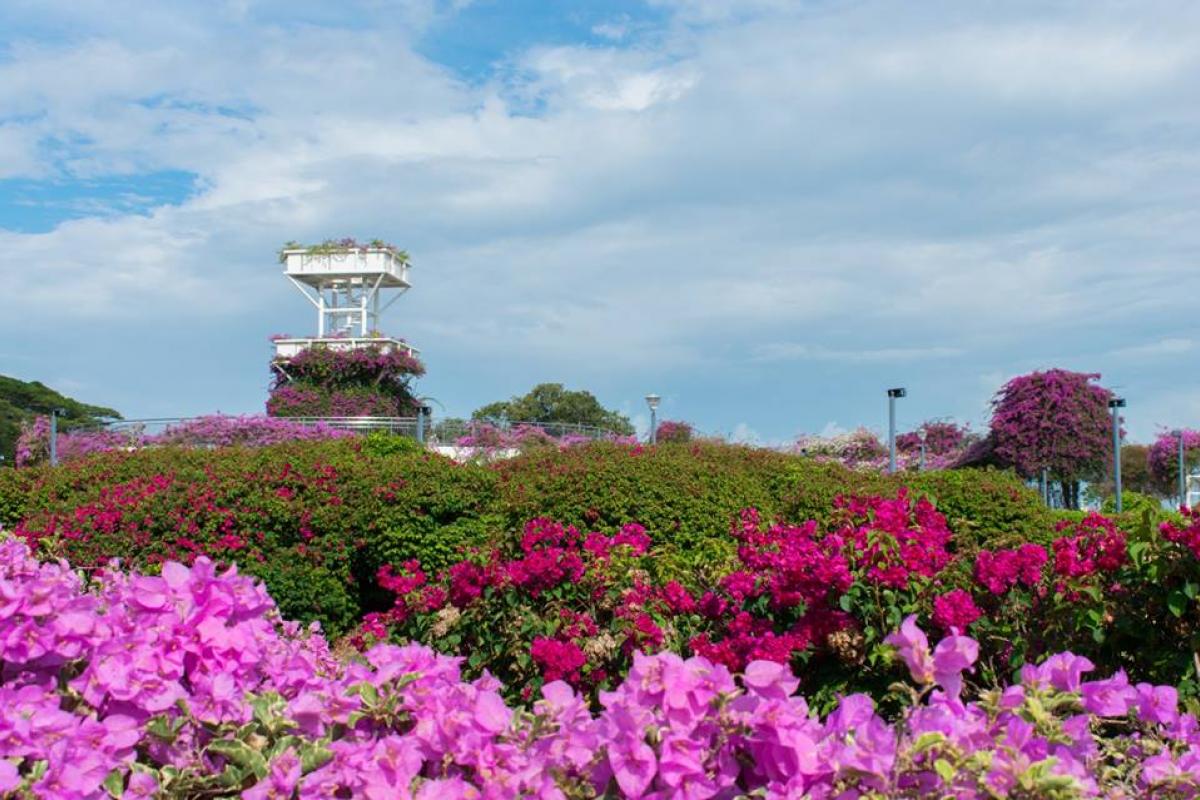 In Pictures Pretty blooms flower around Singapore The Straits Times