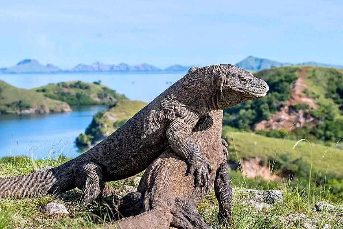 Komodo National Park at Labuan Bajo is a Unesco heritage site. Visitors to Lake Toba (main picture), which sits 900m above sea level, can enjoy a cooler climate. Dance is an integral part of Bali's culture, and traditional performances are a must-see