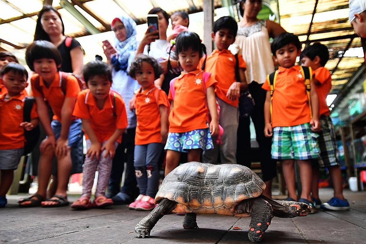 Teacher Yau Lee Kian, 38, taking a photograph of her son Bryan, three, as he feeds long beans to a Malaysian giant turtle. The family, who live in Malaysia, were visiting Singapore for three days. "This is a quiet place and is suitable for children,"