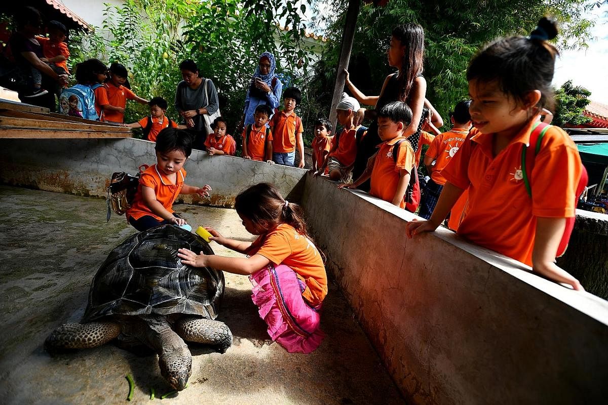 Teacher Yau Lee Kian, 38, taking a photograph of her son Bryan, three, as he feeds long beans to a Malaysian giant turtle. The family, who live in Malaysia, were visiting Singapore for three days. "This is a quiet place and is suitable for children,"