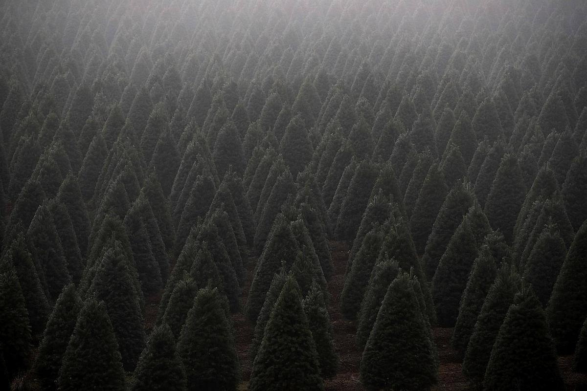 In Pictures: Christmas Tree Farming In Oregon | The Straits Times