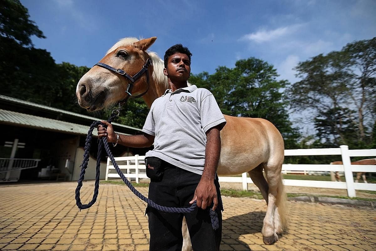 Mr Rueban Swaminathan tried various job attachments while in school but did not enjoy the work. He found his calling while undergoing equine-assisted vocational training with the Equestrian Federation Singapore.