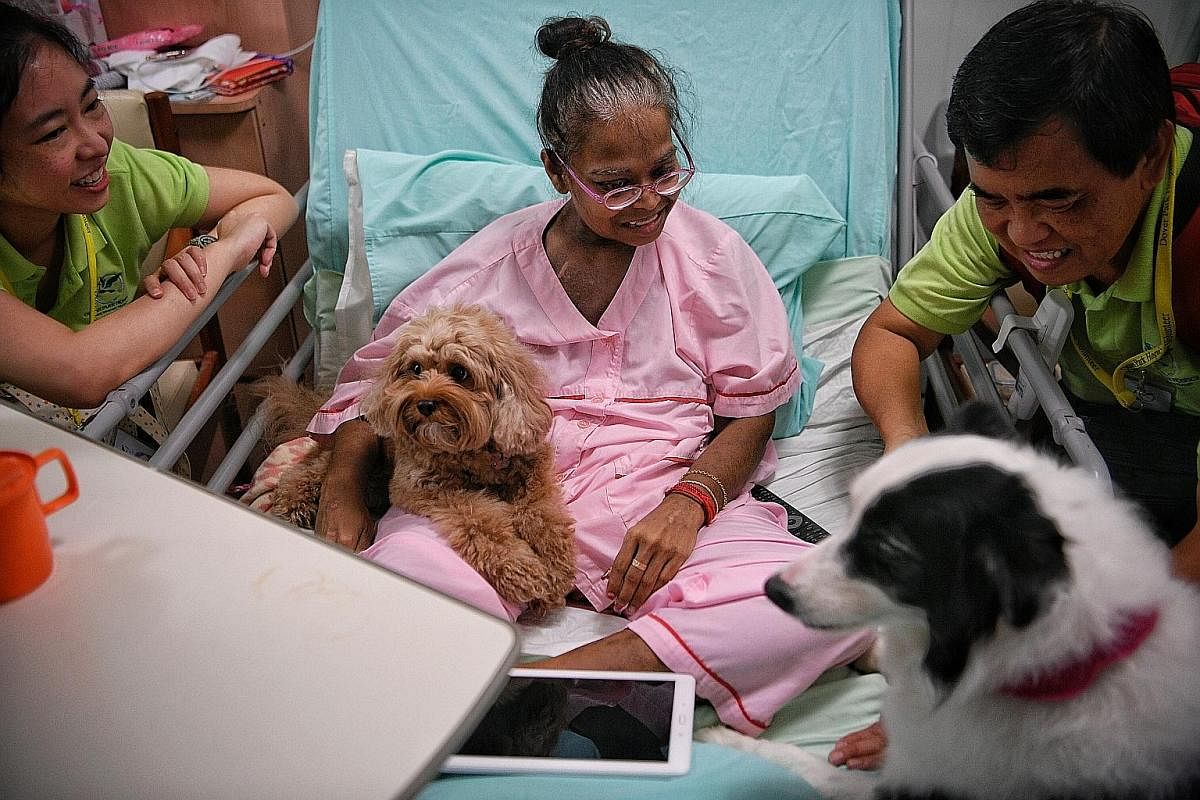 Patient Mariamah Ramakrishnan, 47, gets a visit from volunteers Han Lilin (left), 34, and Bernard Yeo, 61, as well as Bailey the cavoodle (a cross between a cavalier King Charles spaniel and a poodle) and Jacque the border collie during a weekend animal-t