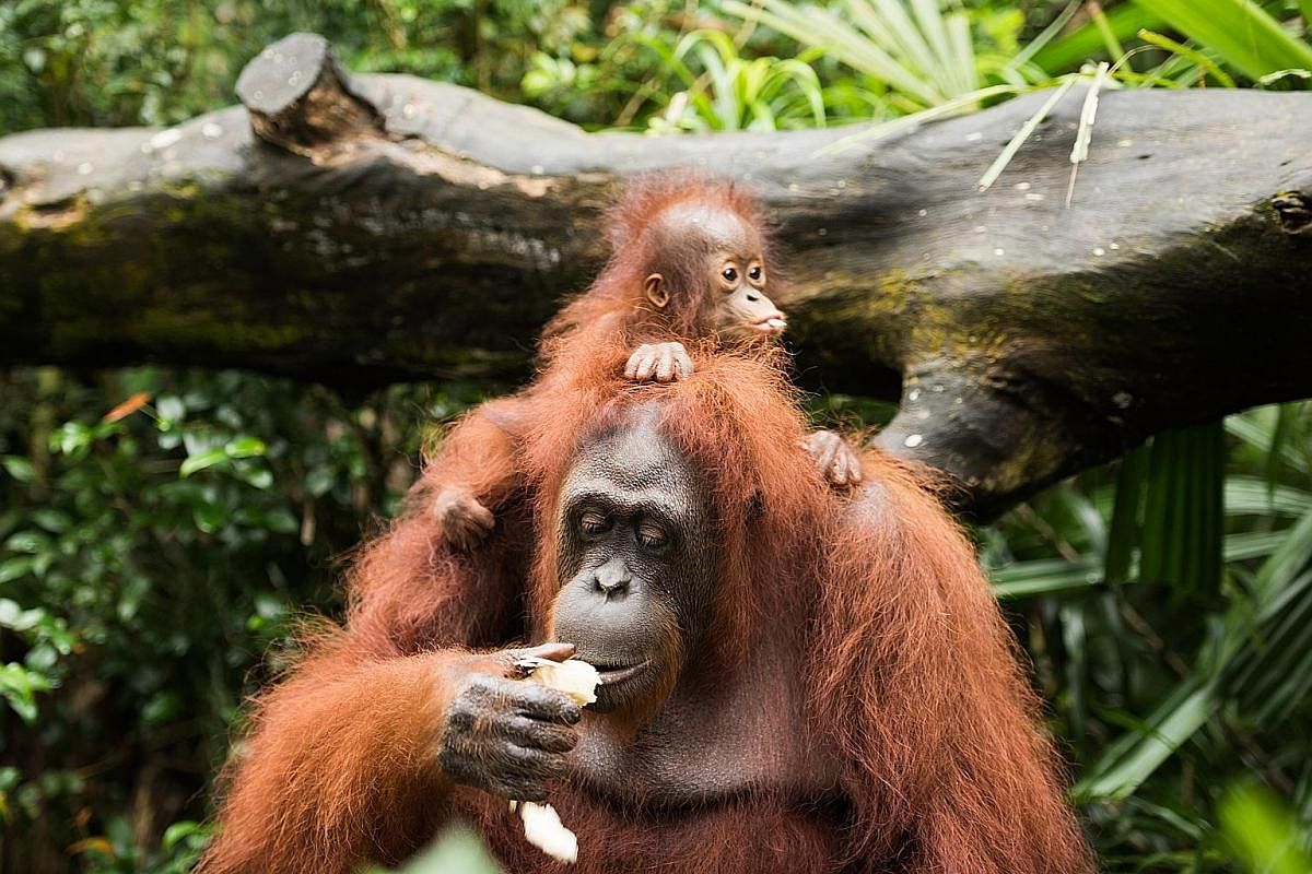 Khansa, a female critically endangered Bornean orangutan, is the 46th successful orangutan birth at Singapore Zoo. 