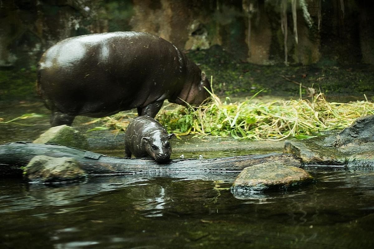 Abina, which means "born on Tuesday" in Ghanaian, is the Singapore Zoo's 24th successful female pygmy hippo birth. 