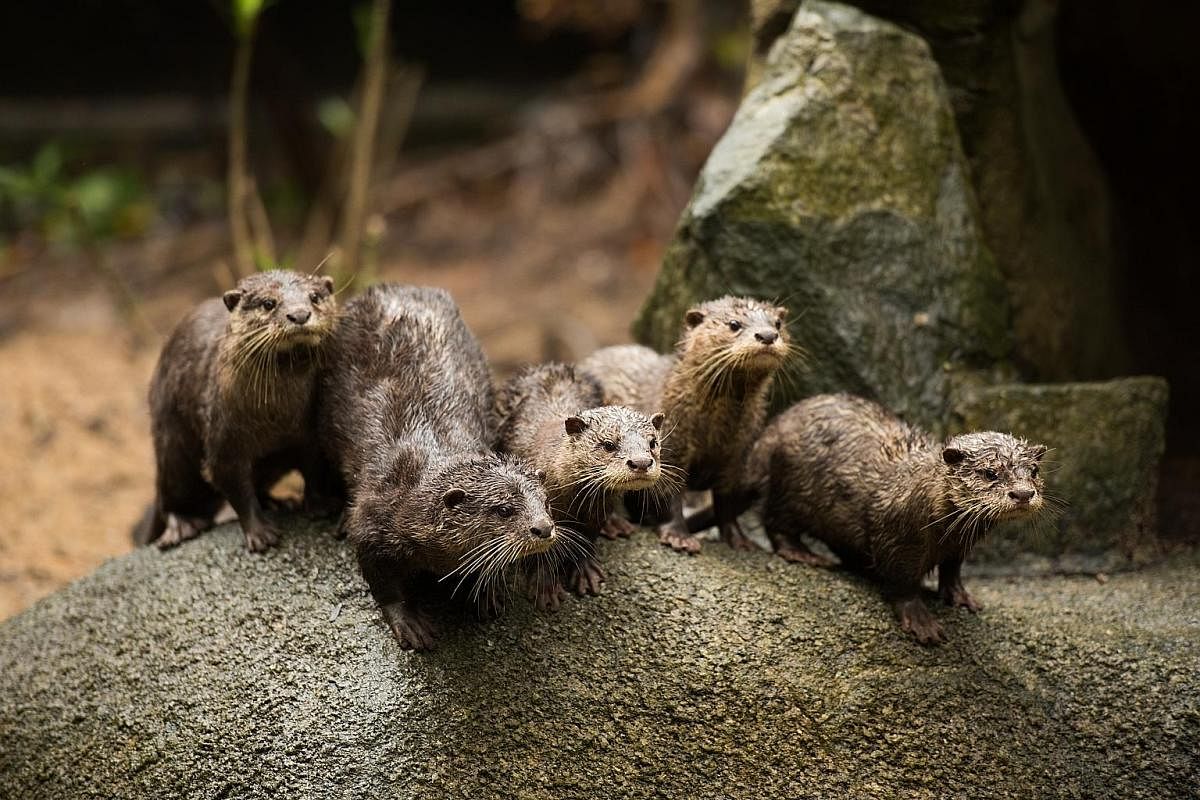 The Night Safari and Singapore Zoo welcomed 14 Asian small-clawed otters last year. 