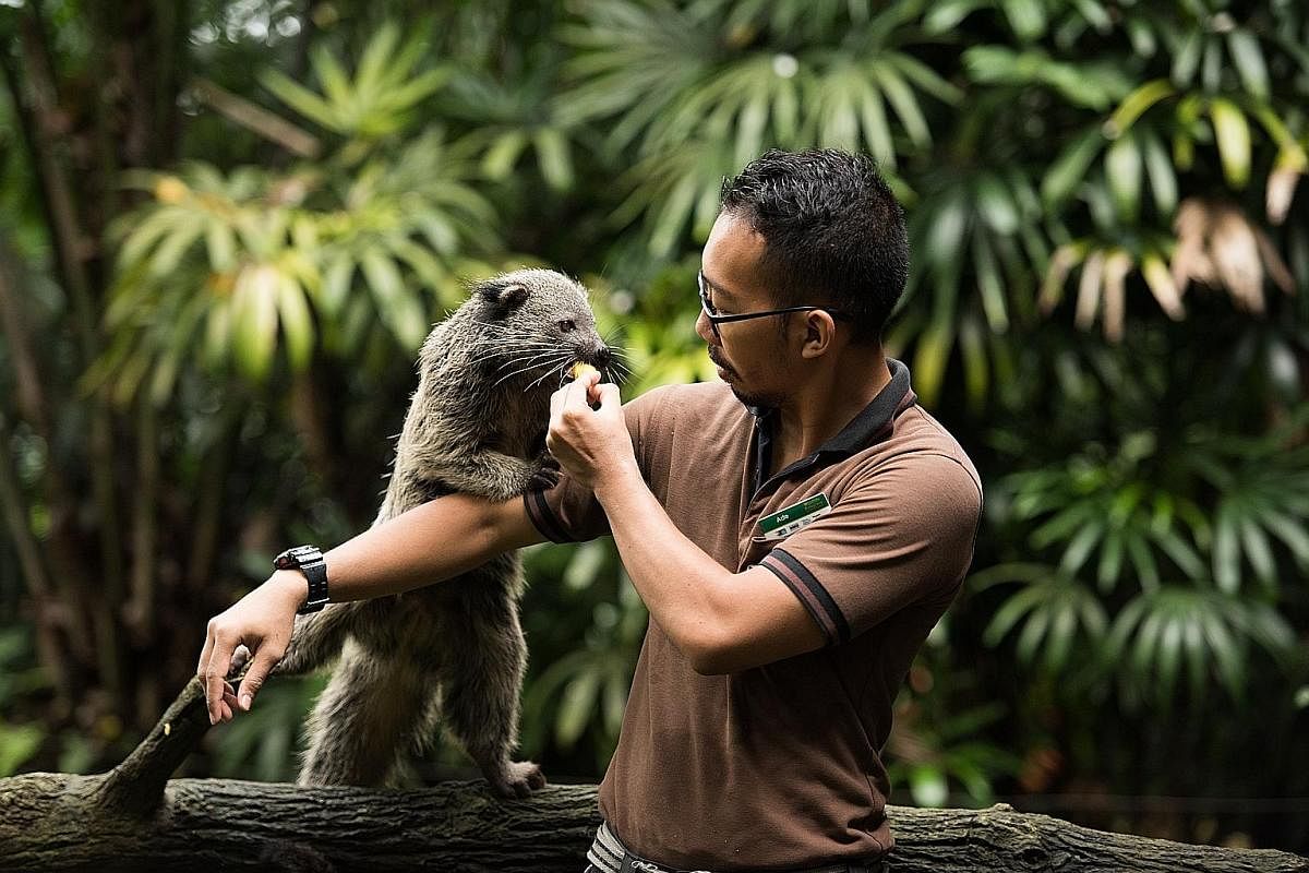 Bintang, which means "Star" in Malay, is an eight-month-old male bearcat or binturong. Despite its name, the bearcat is actually a member of the civet family. It is listed as vulnerable on IUCN's Red List due to rapid population decline.
