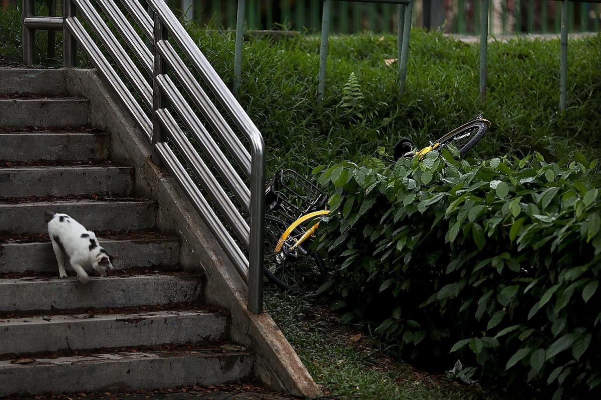 A Mobike stands forlornly in a remote corner of the Chinese Cemetery in Lim Chu Kang. An ofo bicycle lies discarded among the bushes next to a drain in Lorong 1, Toa Payoh. An oBike bicycle stands in the rain in a puddle of water in Rutland Road, nea