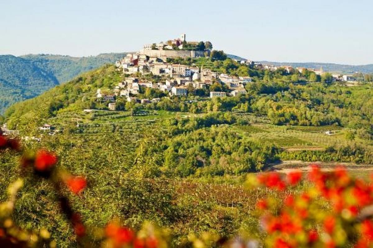 Motovun sits majestically above a medley of vineyards (above), wheat fields and newer houses that have settled along the leafy-green slopes.