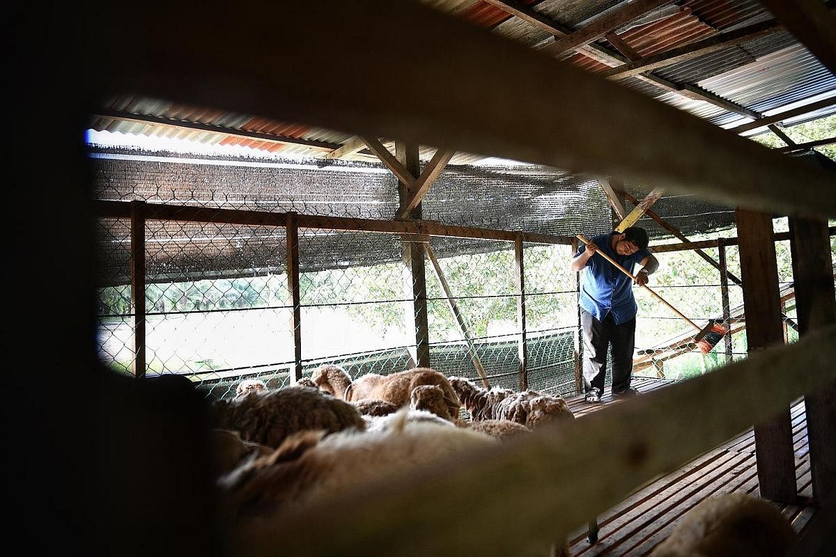 Mr Mohd Noor Ashraf Abu Bakar guides his herd of animals back to their shelter when they are done grazing in the field. The 30-year-old started Aliyah Rizq Farm in Mersing, Malaysia in 2016. The 21/2 acre farm has a number of livestock but the bulk o