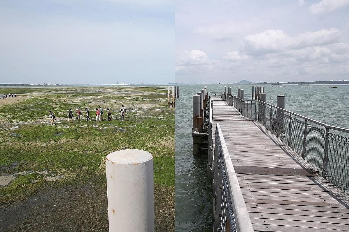 12.05pm, Feb 28, 2018 (right): A nondescript floating pontoon at Chek Jawa Wetlands which seems to lead nowhere. 4.03pm (left): As the tide falls below 0.5m, an intertidal zone is exposed, revealing a treasure trove of marine life. A guided tour by NParks