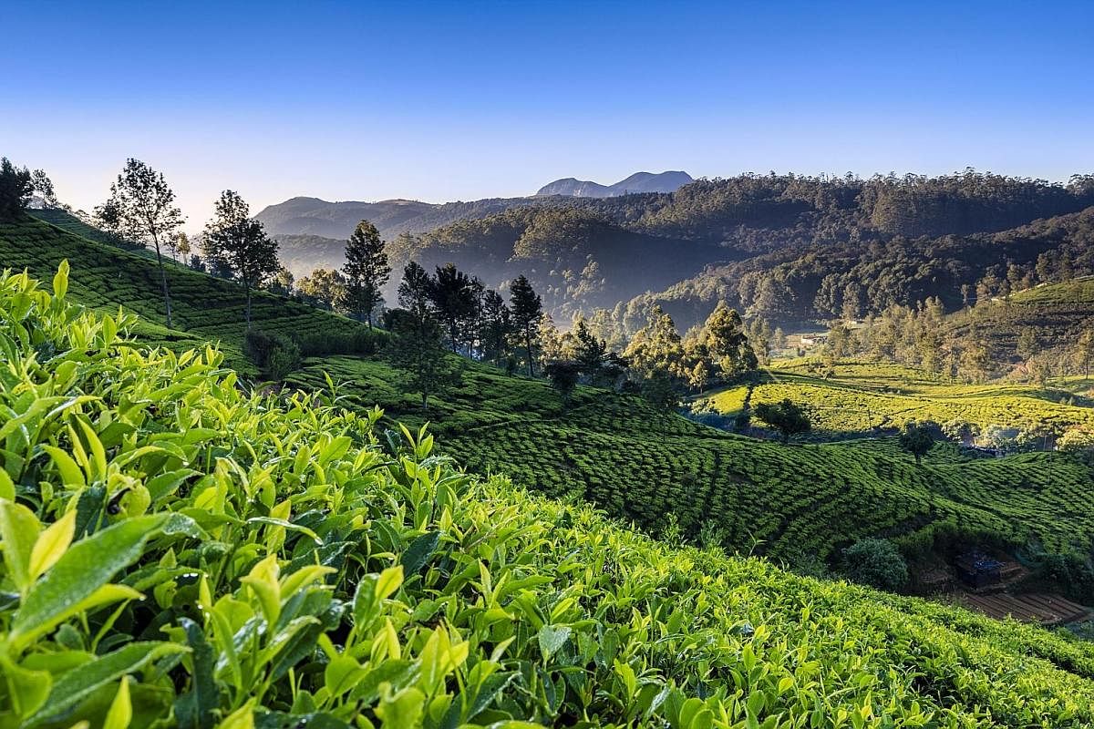 Tea plantations can be found in central Sri Lanka, around Nuwara Eliya, a former English hill station.