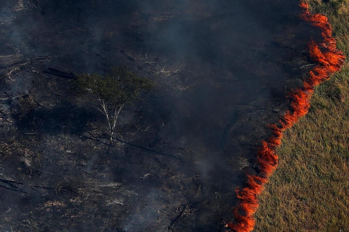 A forest deliberately set ablaze last August by the Brazilian Institute for the Environment and Renewable Natural Resources to combat illegal logging in Apui, in the southern region of Amazonas state.
