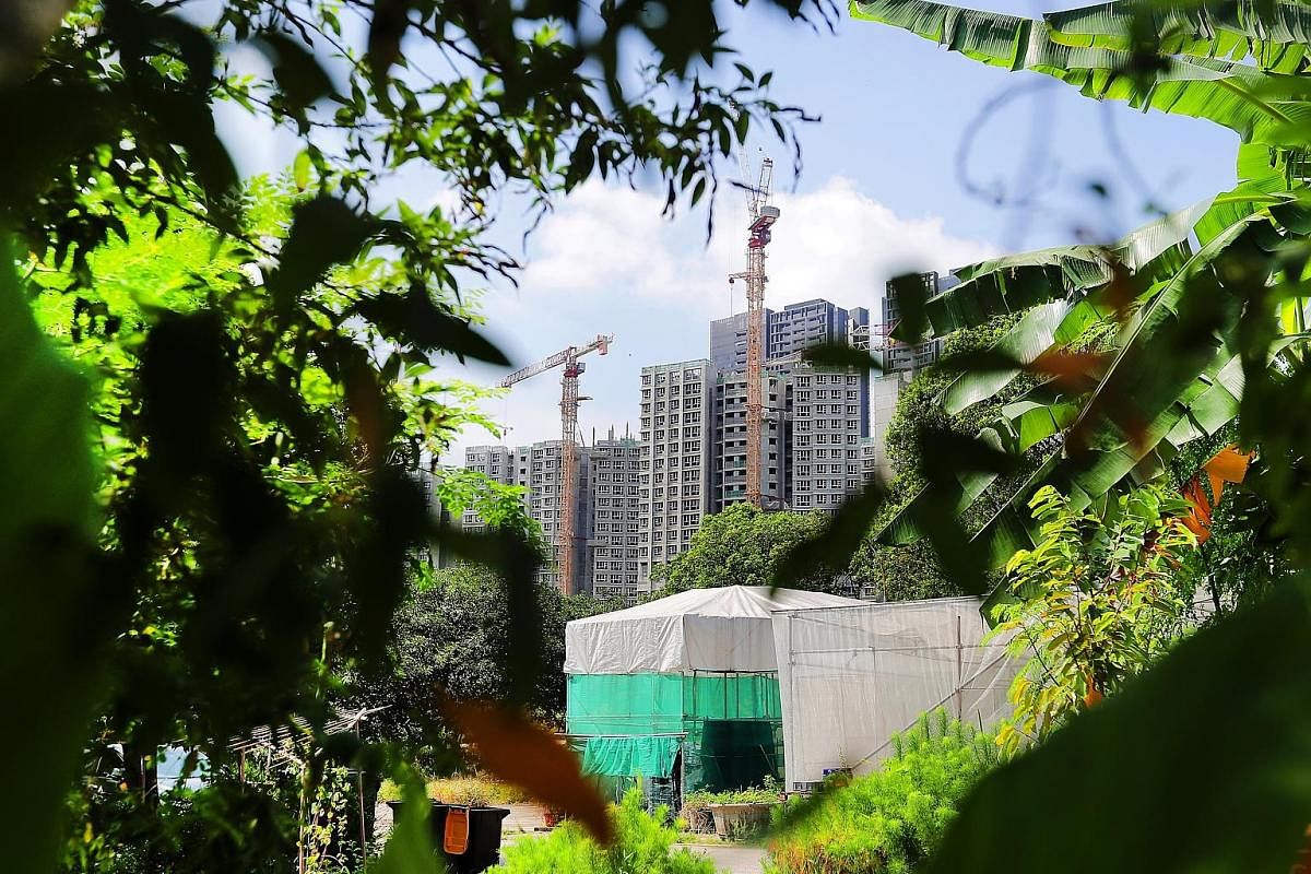 From far left: When the flies die, their carcasses are used as compost at Citizen Farm. Insectta is situated in Margaret Drive, near housing estates. The farm does not emit pungent smells commonly associated with farms, which shows urban farming is f