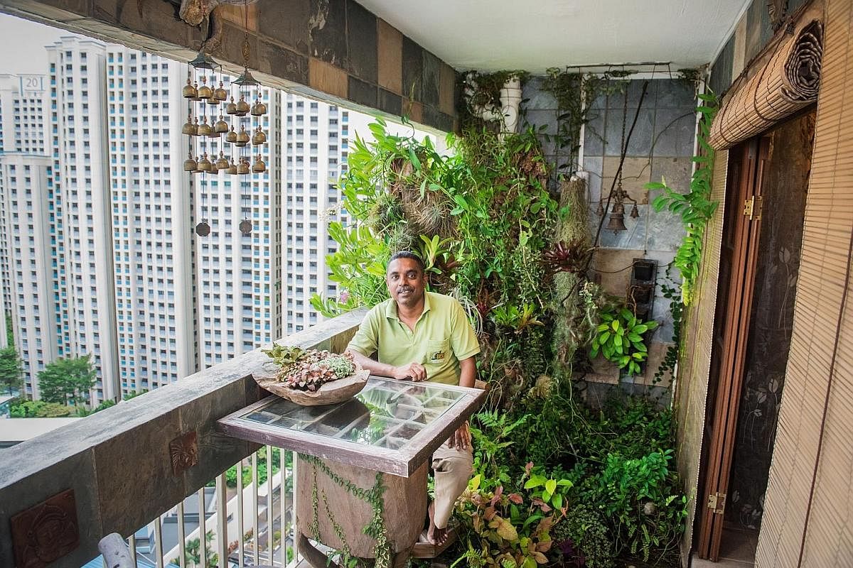 The plants in the balcony garden of Mr G.S. Selvam (right) are grown in lava chips and coco peat in teak and volcanic rock planters as well as on nutrient-rich slabs of cedar limestone.