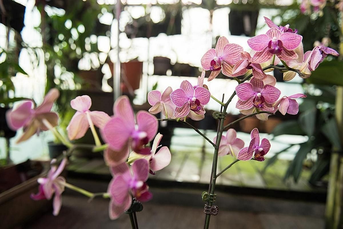 Orchids (far left and above) in the balcony garden of retiree Peggy Yap (left).