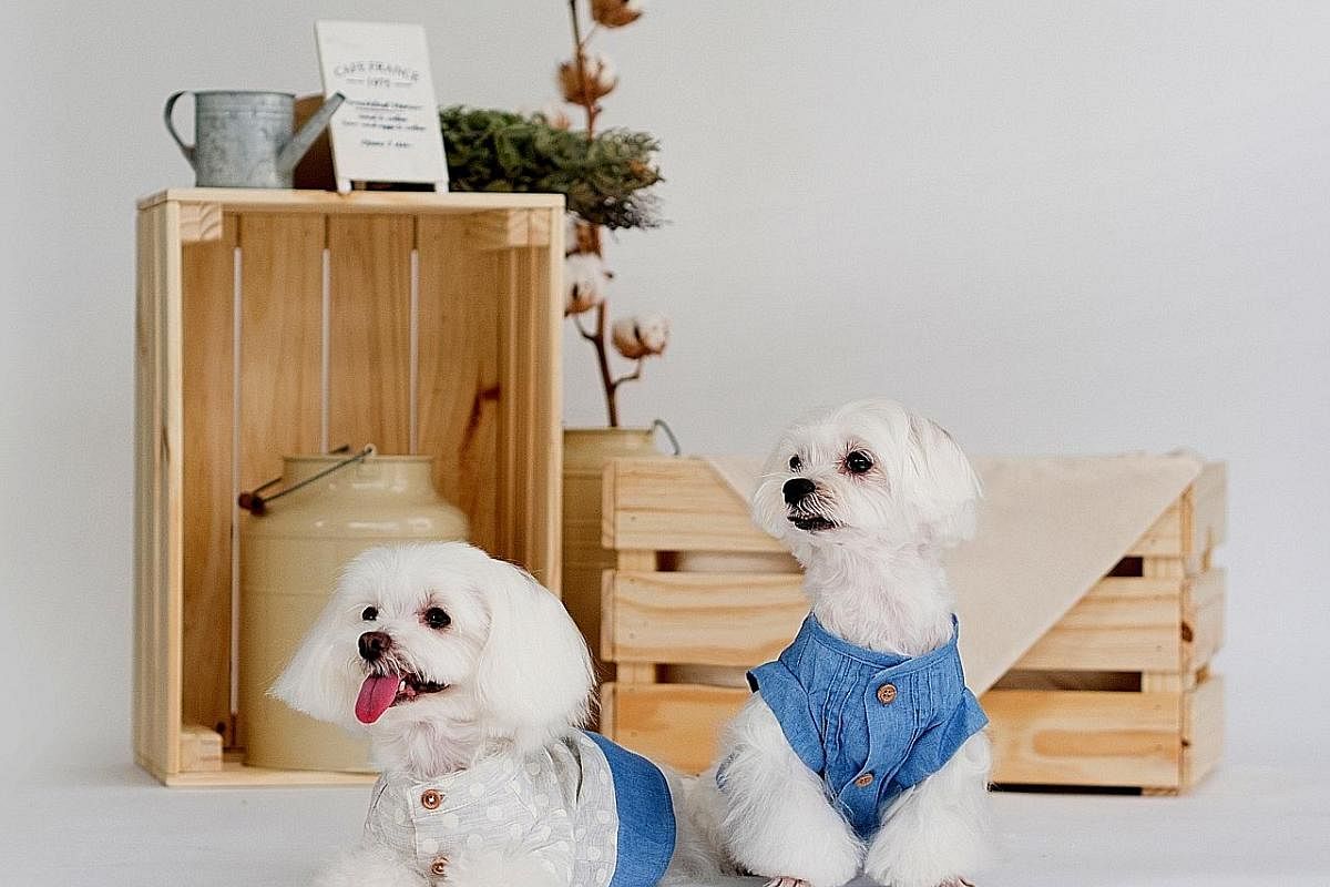 Founder and designer of The Pets Couture Sia Aiwei makes all her fashion items in a small workshop in her apartment in Marine Terrace. (Clockwise from far left) Miko, a maltipoo, in matchy-matchy outfits with her owner, Ms Kong Ee Jean; pooches in po