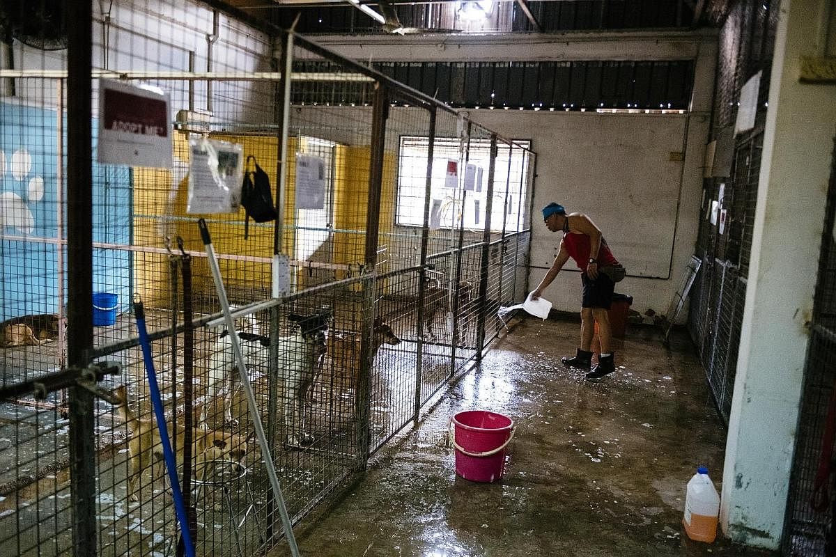 A volunteer calming a dog before entering an enclosure at one of the new units occupied by SOSD at The Animal Lodge on the first day of the move. Several dogs had difficulties getting used to the new environment. SOSD shelter manager Kieran Kua (from