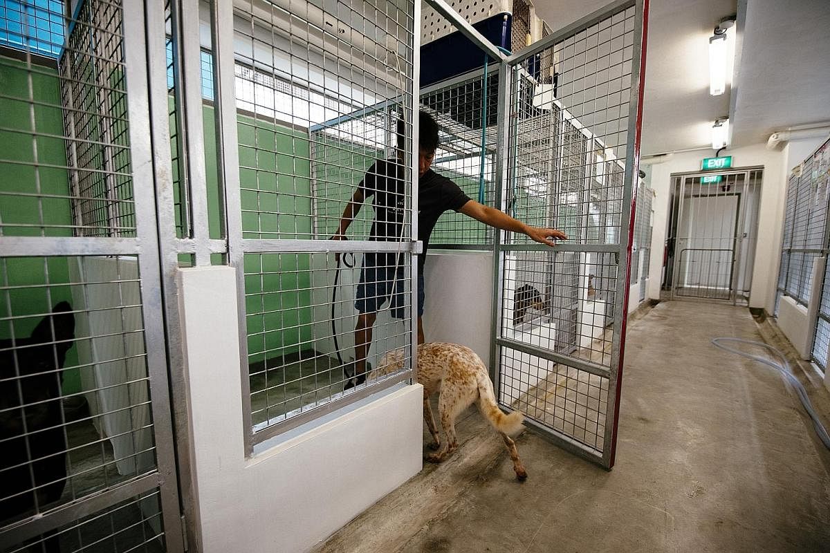 A volunteer calming a dog before entering an enclosure at one of the new units occupied by SOSD at The Animal Lodge on the first day of the move. Several dogs had difficulties getting used to the new environment. SOSD shelter manager Kieran Kua (from