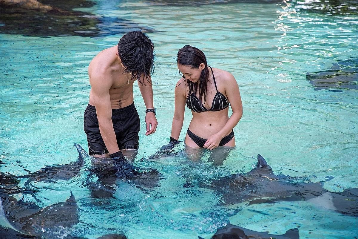 The Straits Times' writer Melissa Heng feeding the manatees (above) at the River Safari and getting up close to a crested gecko (left) at the Singapore Zoo. Visitors at Adventure Cove Waterpark with cownose rays at the Ray Bay.