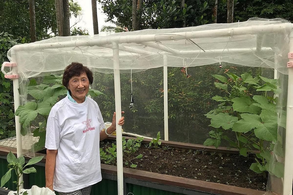 Above: Madam Song Hiang Kong, 81, in her allotment garden at Punggol Park. She grows fruit and vegetables such as caixin and red spinach. Left: Mr Ng Chai Hiak, 58, is happy to finally have his own green space at Punggol Park, after failing to get a 