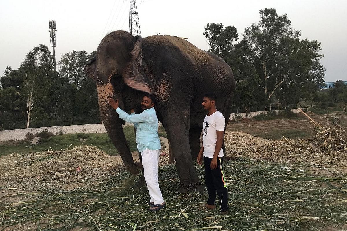 Elephants near a bridge on the Yamuna River in Delhi. For decades, elephants have been a regular as well as popular sight on the river's bank. People come to worship them or interact with them at close quarters. Left: Owner of Dhaunmati the elephant,