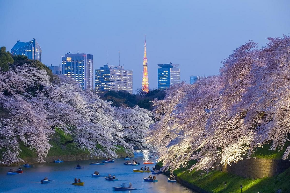 Cherry blossom light-up in Tokyo in spring.