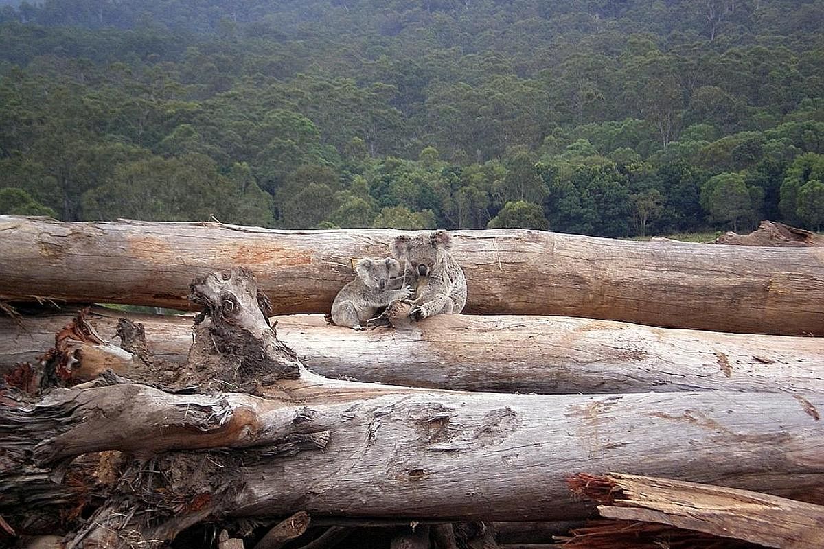 Bulldozing of land in Queensland. Experts say the Australian state, which has about 40 per cent of the country's forests, has been clearing its bushland at a faster rate than Brazil's cutting down of its Amazon rainforest. A report by the Climate Cou
