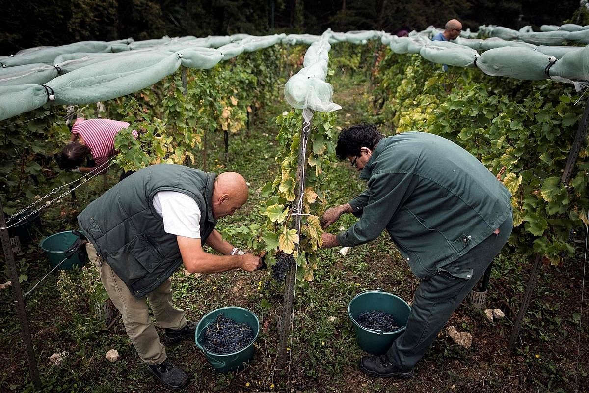 Parisians harvesting grapes from vineyards in Georges-Brassens park.