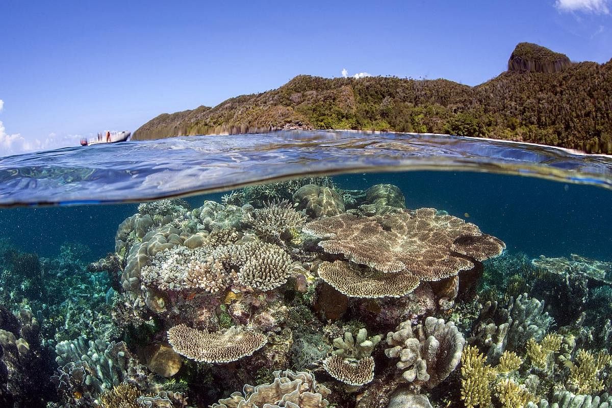 The coral reefs in Raja Ampat, Indonesia, stayed in the pink of health even while El Nino caused those elsewhere to die. Scientists hypothesise that Raja Ampat's reefs are pre-adapted to climate change and more resilient.