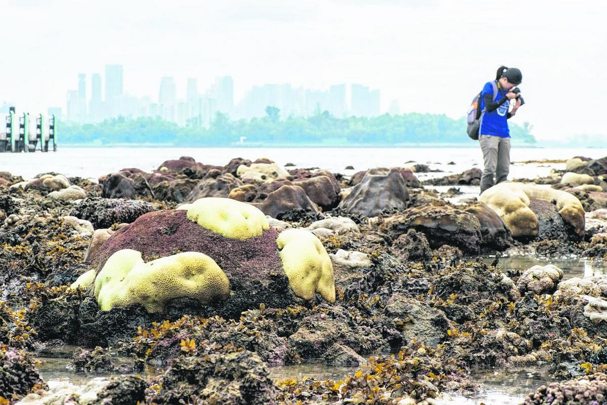 Bleached corals at the Sisters' Islands in 2016, when the longest major coral bleaching episode was recorded in Singapore.