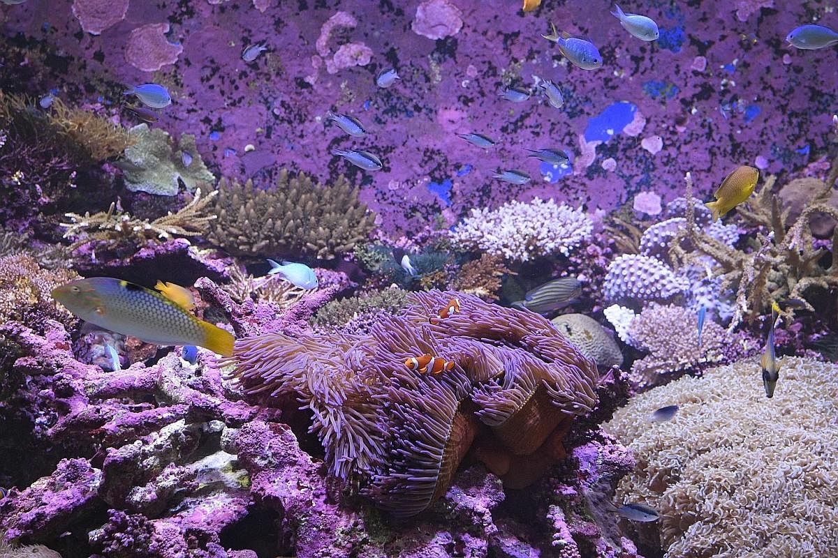 Top: A tank showing a healthy coral reef ecosystem at the Australian Institute of Marine Science. Above: Mostly dead plate coral on a reef off Port Douglas in Queensland.