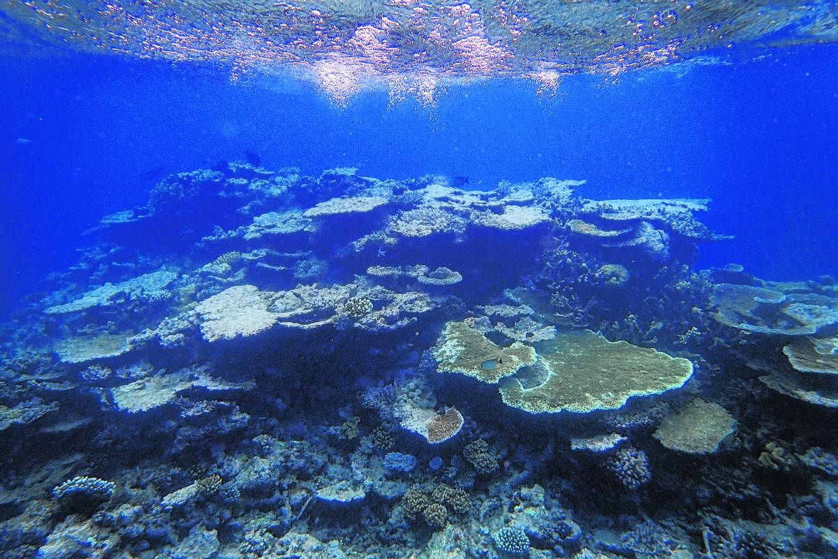 Corals, mostly dead with a few patches of live ones, in one of the outer reefs off Port Douglas in Queensland in May. Climate change is now the No. 1 threat to reefs around the world, many of which have already been damaged from water pollution, over