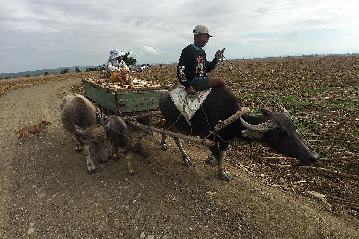Left: A farmer and his son transporting harvested corn using a cart drawn by a water buffalo in Alcala. Above: Corn cobs are scattered across Alcala's farmlands in the aftermath of Mangkhut, forcing men, women and children to search among dead vegeta