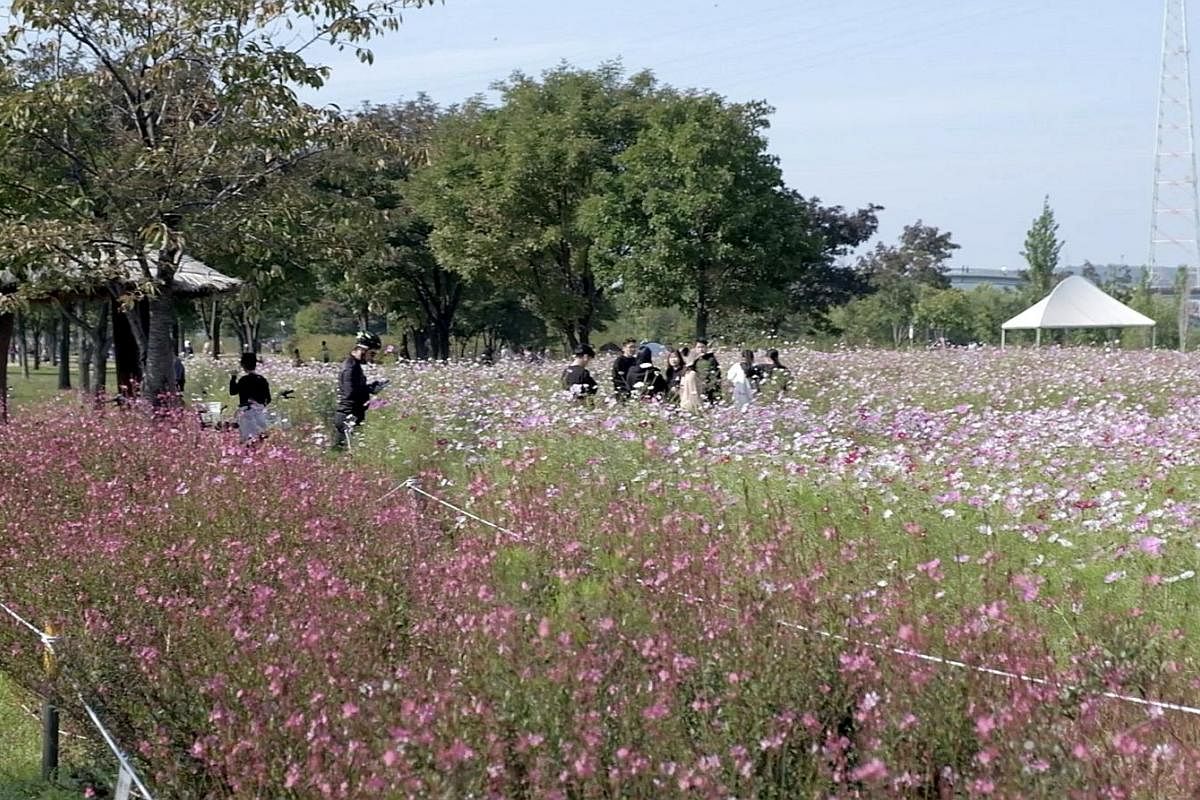 Cyclists or joggers in Yeouido Hangang Park often make pit stops at fields of flowers for pictures. Besides cycling (left), you can also set up tents and camp (above) at Yeouido Hangang Park. Visitors in hanbok, the traditional Korean dress, pose for