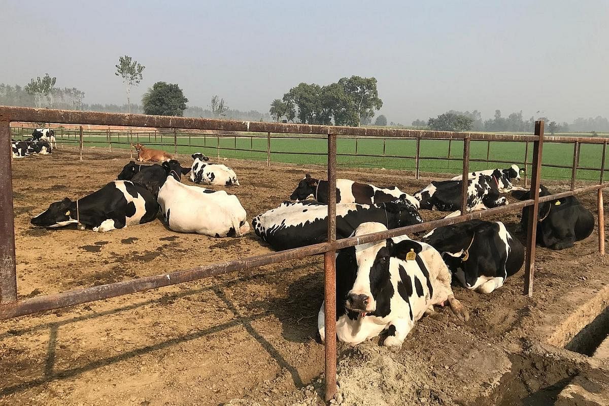 The O'Leche dairy farm in Bulandshahr, in the state of Uttar Pradesh, has a herd of about 280 cows that are fed green fodder grown on land leased by the owners. The farm supplies 3,000 litres of milk daily from its current herd to 2,000 consumers.