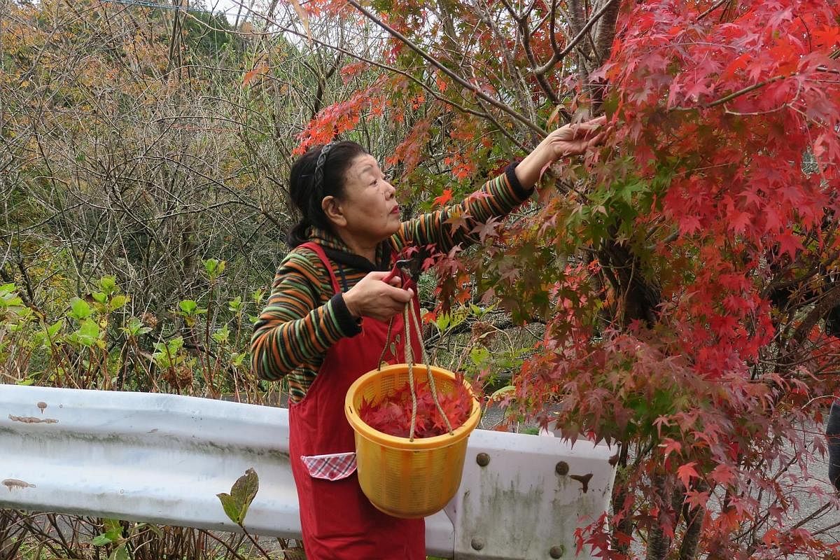 Mr Daichi Hyakuno tending to a field of wasabi leaves. He has been working with Irodori in Kamikatsu since quitting his job in Osaka in 2013. Kamikatsu resident Yukiyo Nishikage plucking maple leaves for sale. The 81-year-old widow has found a new le