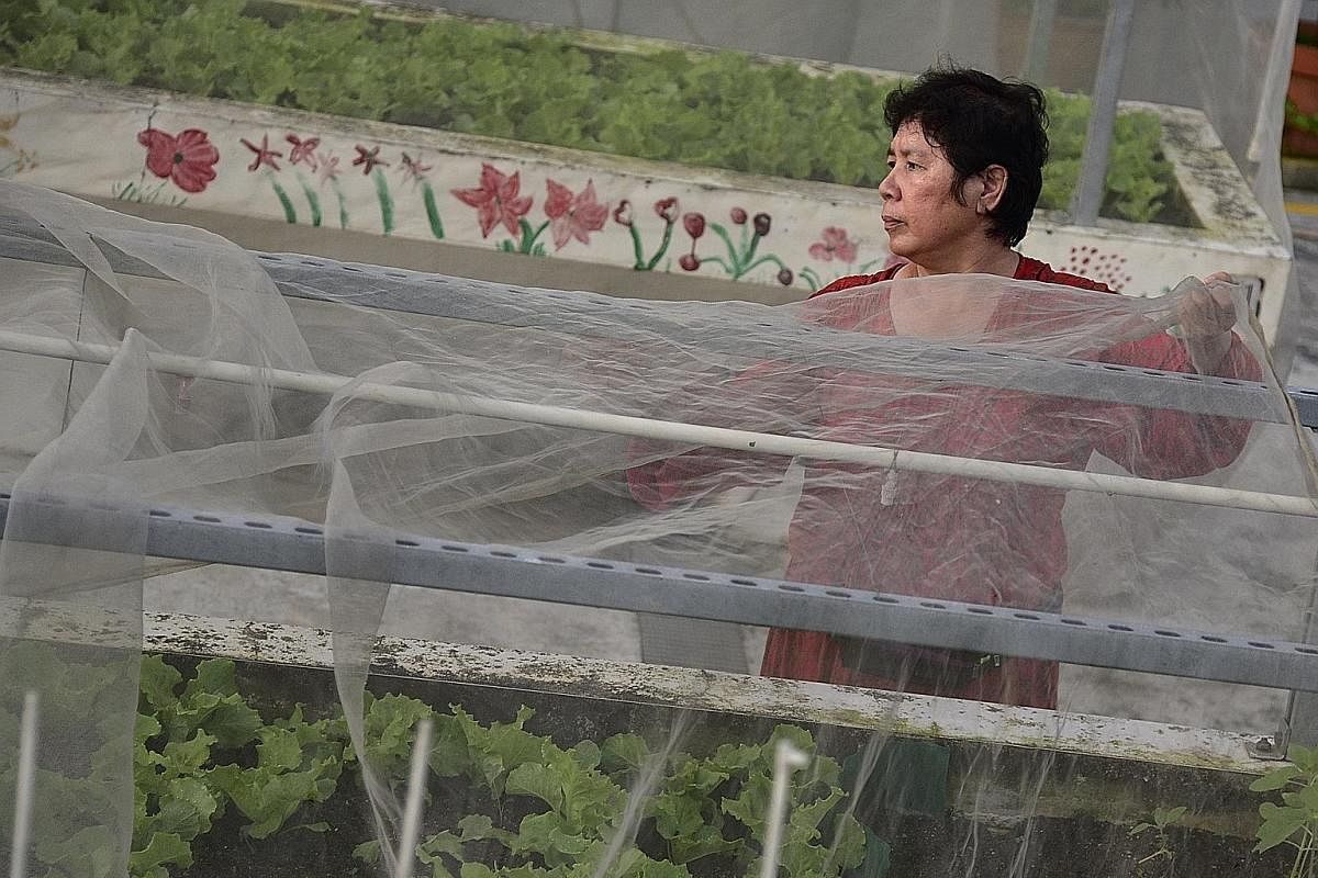 Madam Lau Suan, 66, watering lettuce at the Sky Garden @ Jurong Central. The garden was started in 2002 but had to make way for a multi-storey carpark. The garden reopened in 2012 and sits atop the carpark. (From left) Madam Ong Bock Hoe, Madam Kamis