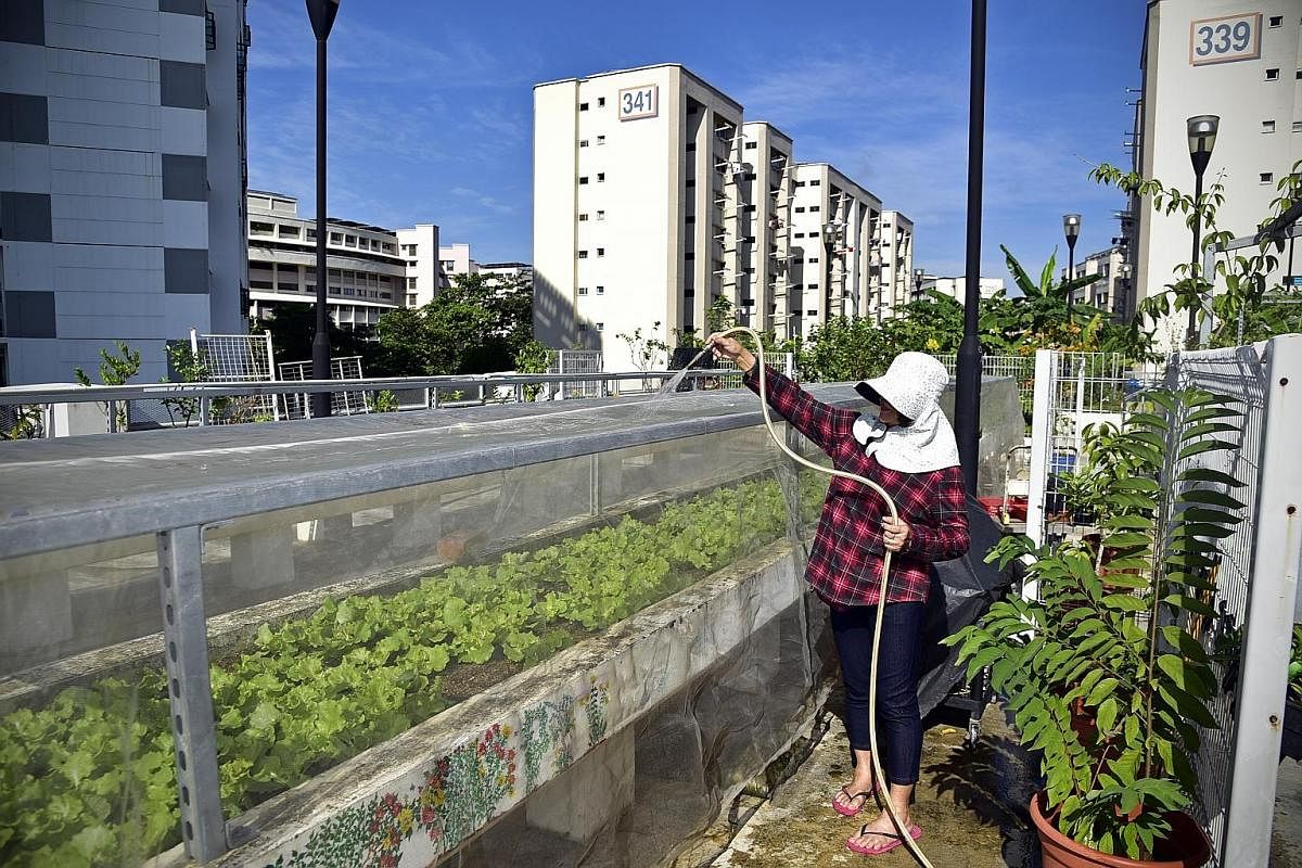 Madam Lau Suan, 66, watering lettuce at the Sky Garden @ Jurong Central. The garden was started in 2002 but had to make way for a multi-storey carpark. The garden reopened in 2012 and sits atop the carpark. (From left) Madam Ong Bock Hoe, Madam Kamis